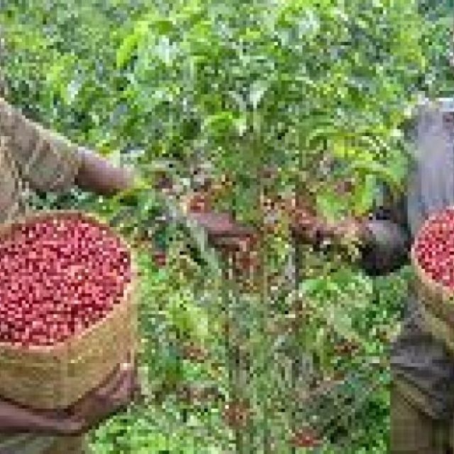 Ethiopia to triple coffee production