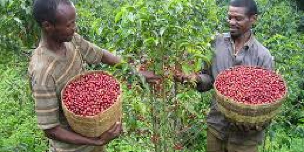 Ethiopia to triple coffee production