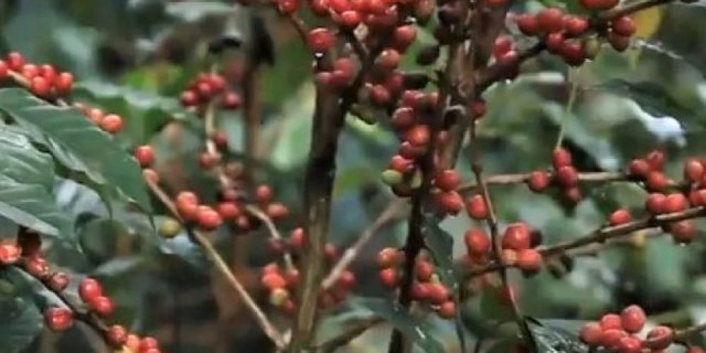 Bench Maji Coffee, Spice and Honey Farmers’ Cooperative Union Launch Its New Website